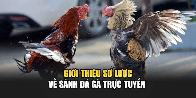 Giới thiệu sơ lược về sảnh đá gà trực tuyến tại 32Win