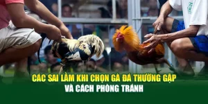 Các Sai Lầm Khi Chọn Gà Đá Người Mới Thường Gặp