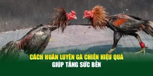 Khám phá cách huấn luyện gà chiến hiệu quả giúp tăng sức bền, phản xạ và độ chính xác. Bí quyết từ chuyên gia tại 32Win giúp gà đá thắng lớn.