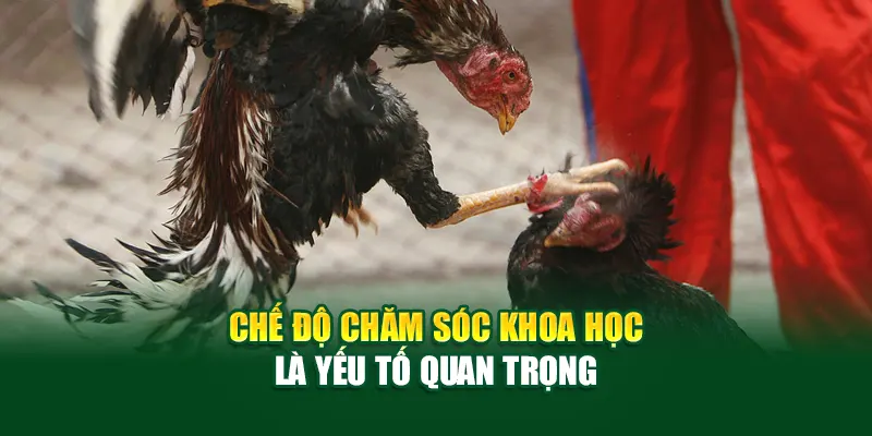 Chế độ chăm sóc khoa học là yếu tố quan trọng