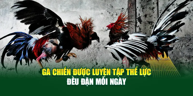 Gà chiến được luyện tập thể lực đều đặn mỗi ngày