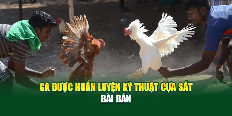 Gà được huấn luyện kỹ thuật cựa sắt bài bản