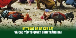 Kỹ Thuật Đá Gà Cựa Sắt Và Bí Quyết Chiến Thắng