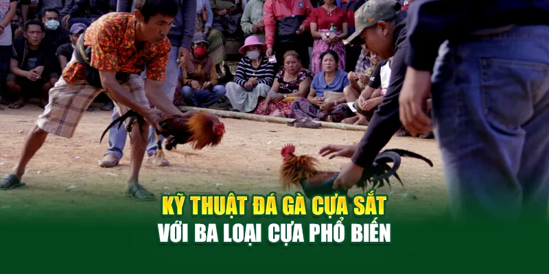 Kỹ thuật đá gà cựa sắt với ba loại cựa phổ biến