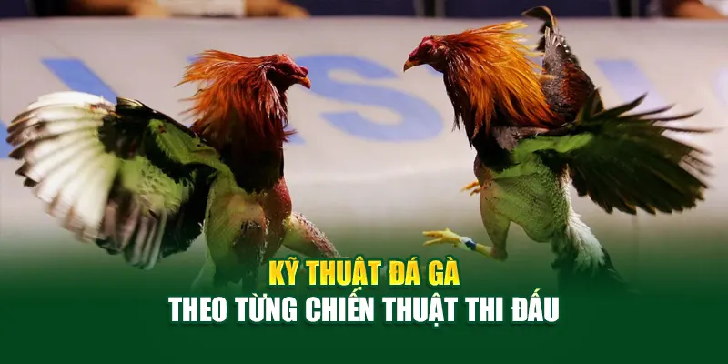 Kỹ thuật đá gà theo từng chiến thuật thi đấu