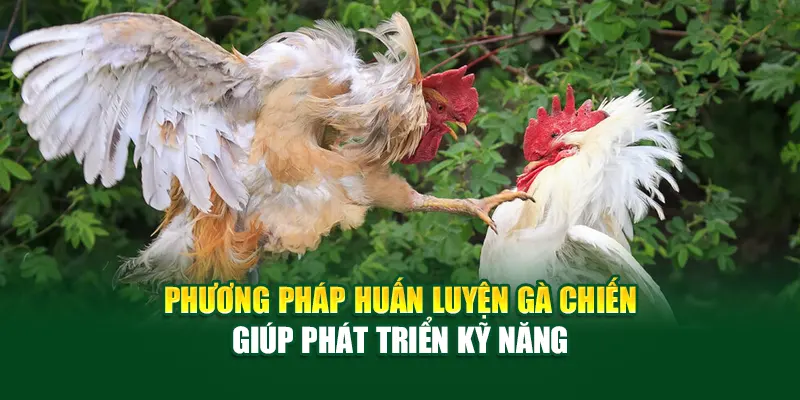 Phương pháp huấn luyện gà chiến giúp phát triển kỹ năng
