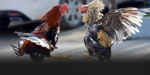 Đá Gà Trực Tiếp 4K