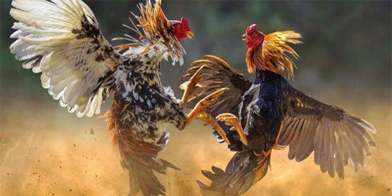 Đá gà trực tiếp 4K sở hữu ưu điểm vượt trội thu hút người xem