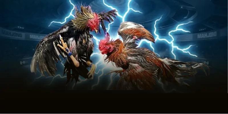 Nạp tiền và bắt đầu hành trình tham gia đá gà trực tiếp 4K